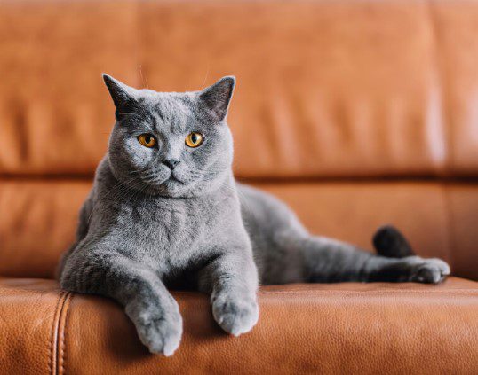 Katze auf dem Sofa